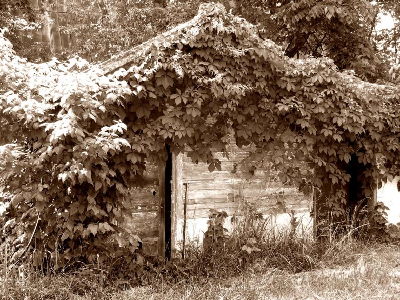 Free stock image of Plant covered shack created by james thomas