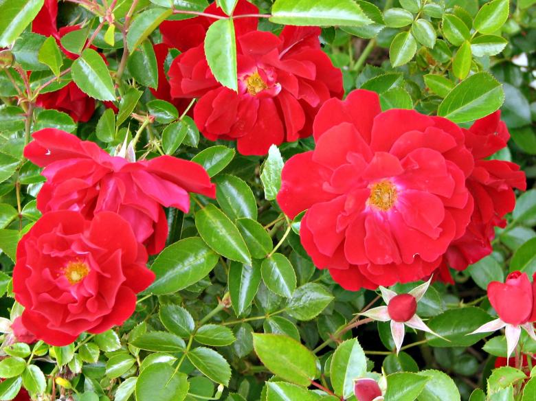 Free stock image of Red roses created by james thomas