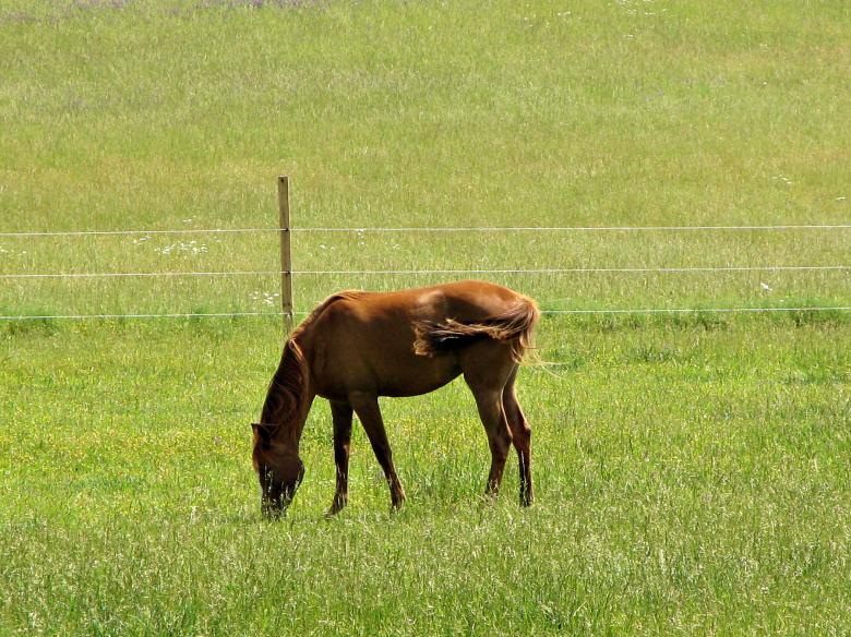 Free stock image of Horse created by james thomas