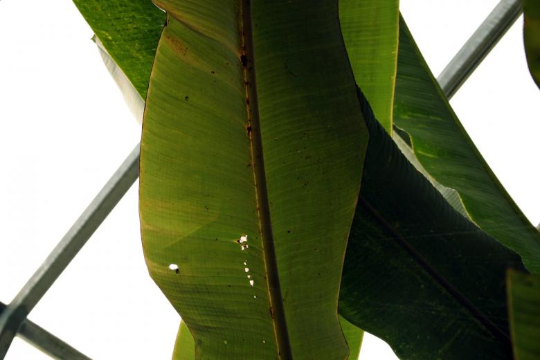 Free stock image of Tropical plants created by Bjorgvin