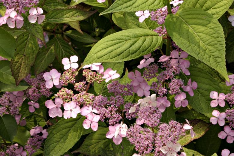 Free stock image of Purple flowers created by Bjorgvin