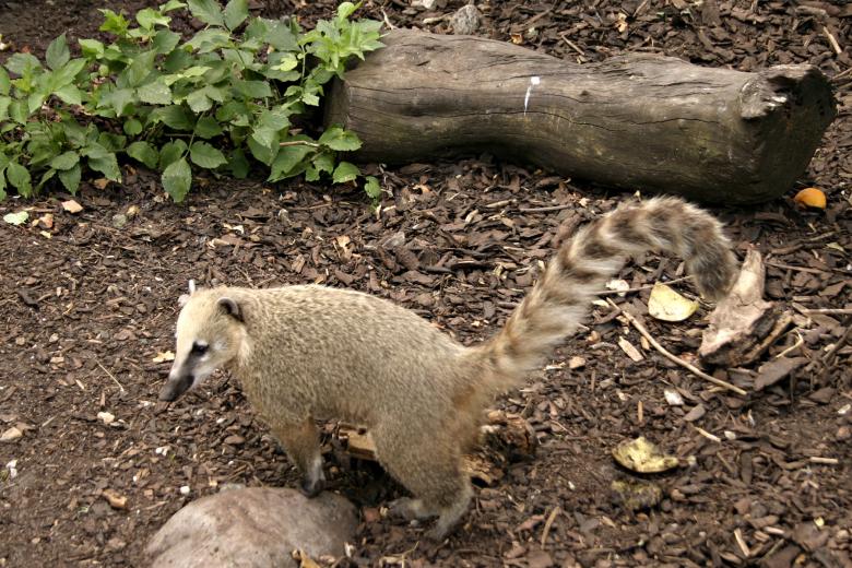 Free stock image of Unknown animal created by Bjorgvin