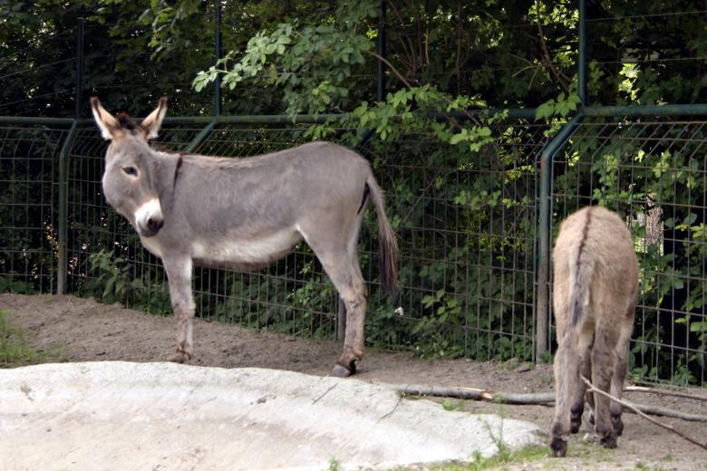 Free stock image of Donkey created by Bjorgvin