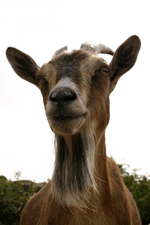 Free stock image of Goat closeup created by Bjorgvin