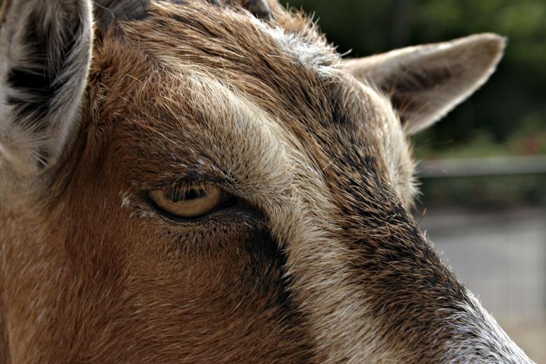 Free stock image of Goat closeup created by Bjorgvin