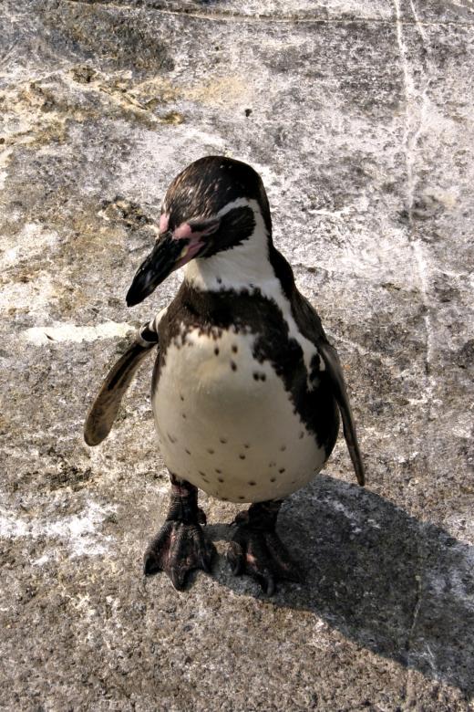 Free stock image of Penguine created by Bjorgvin