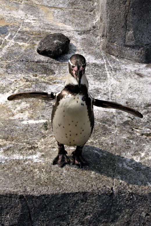 Free stock image of Penguine created by Bjorgvin