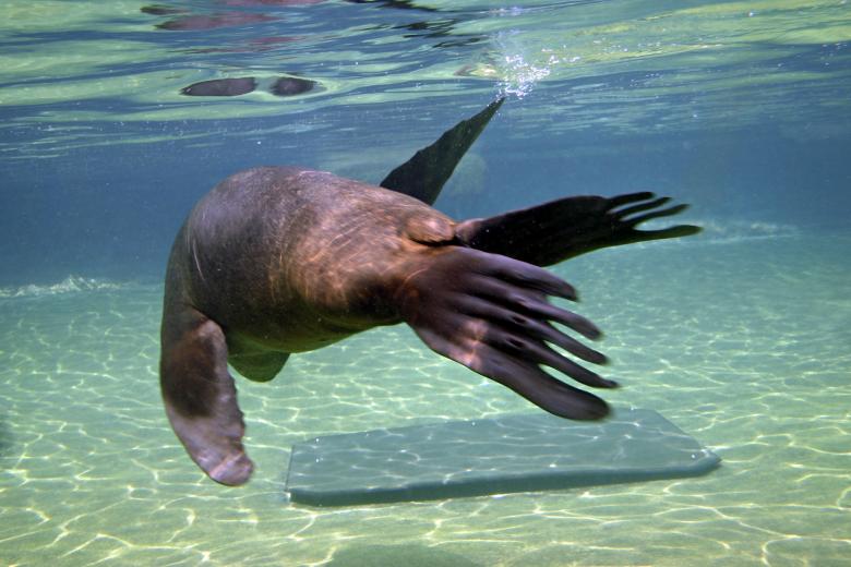 Free stock image of Sealion created by Bjorgvin