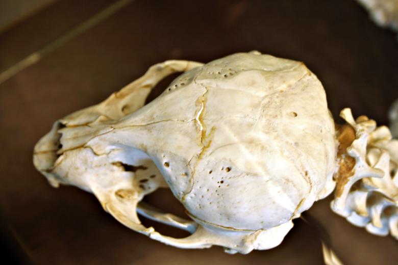 Free stock image of Animal skull created by Bjorgvin
