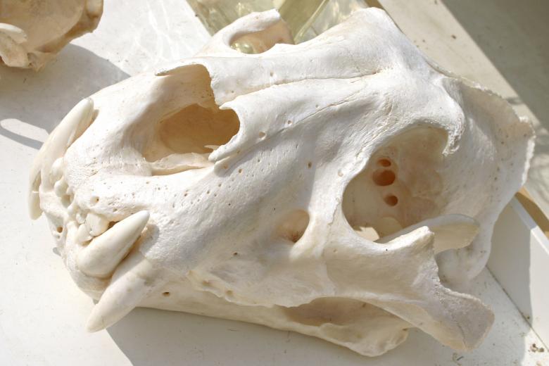 Free stock image of Tiger skull created by Bjorgvin
