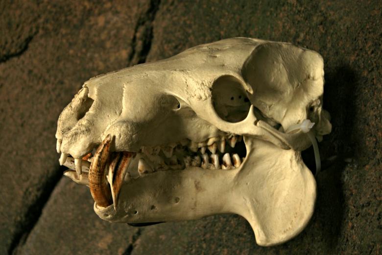 Free stock image of Animal skull created by Bjorgvin