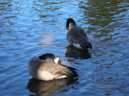 Feathered Friends - Free Stock Photo