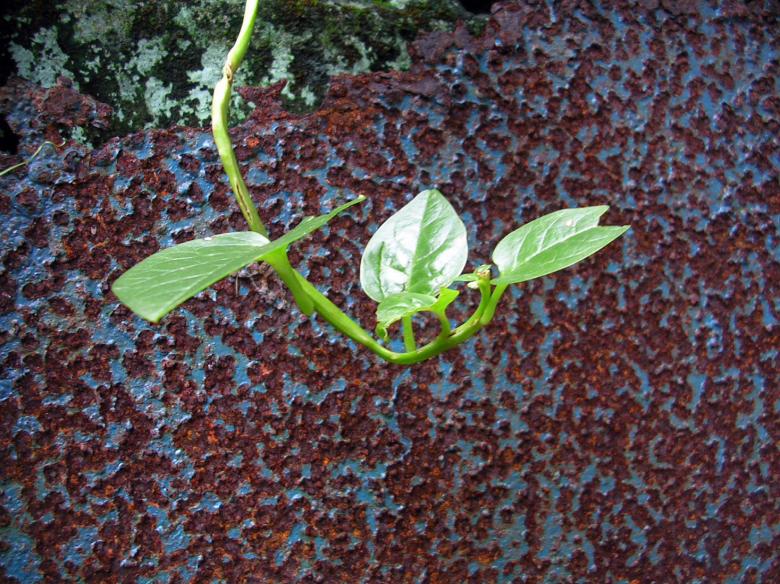 Free stock image of Green plant against rusted surface created by sougata das