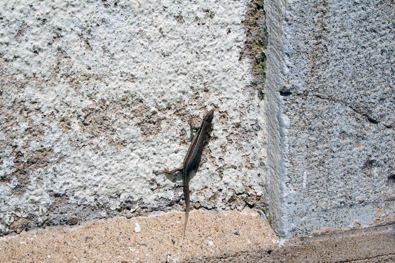 Free stock image of Small lizard created by damien van holten