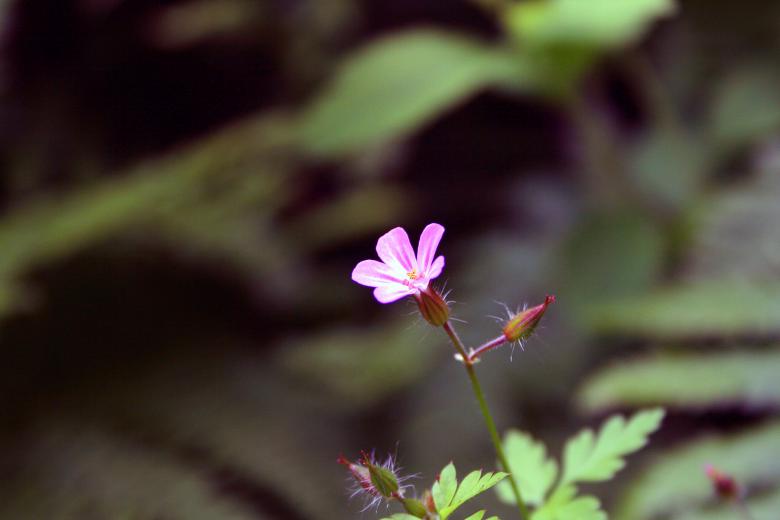 Free stock image of A small purple flower created by damien van holten
