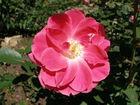 Pink Rose - Free Stock Photo