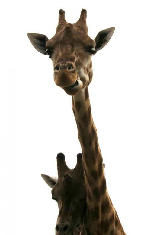 Free stock image of Giraffes created by Bjorgvin