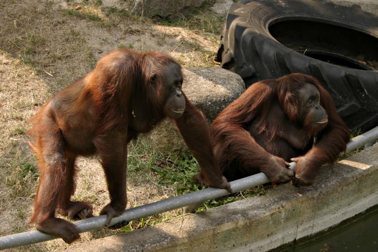 Free stock image of Two orangutans created by Bjorgvin