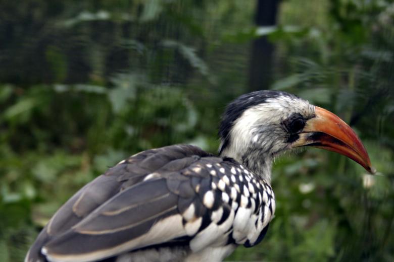 Free stock image of Bird created by Bjorgvin