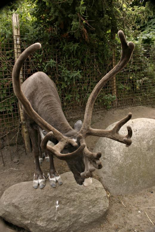 Free stock image of Reindeer created by Bjorgvin
