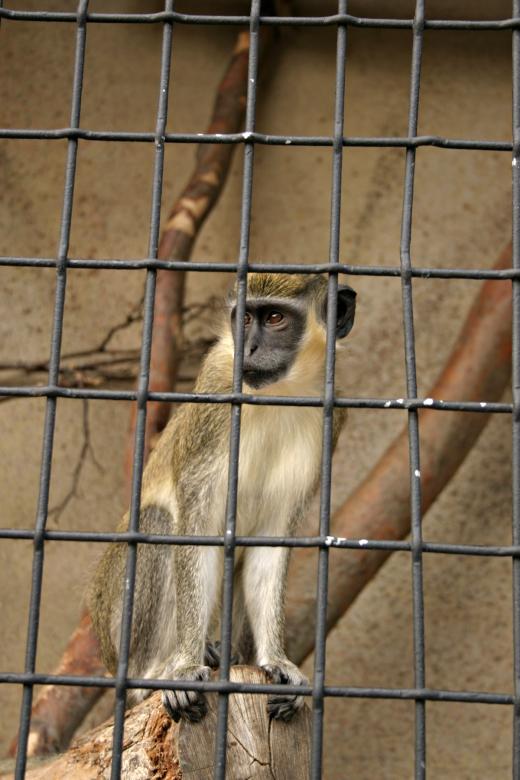 Free stock image of Monkey behind bars created by Bjorgvin