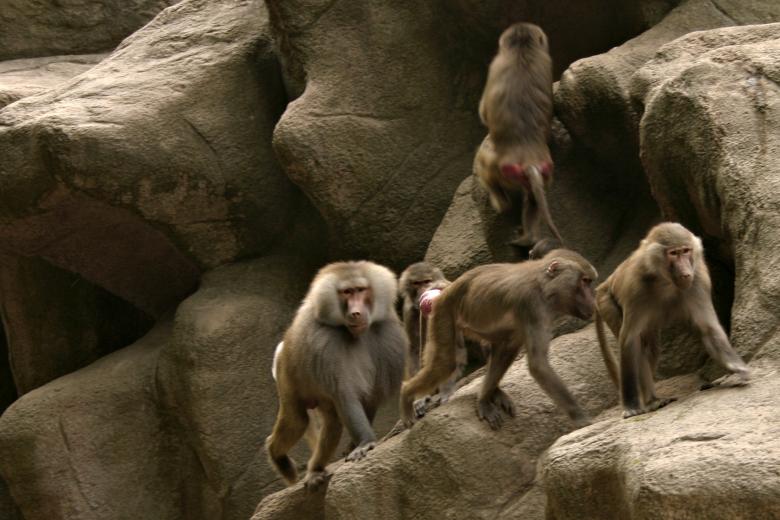 Free stock image of Primates created by Bjorgvin