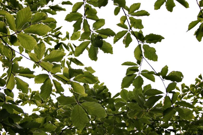 Free stock image of Leafs against the sky created by Bjorgvin