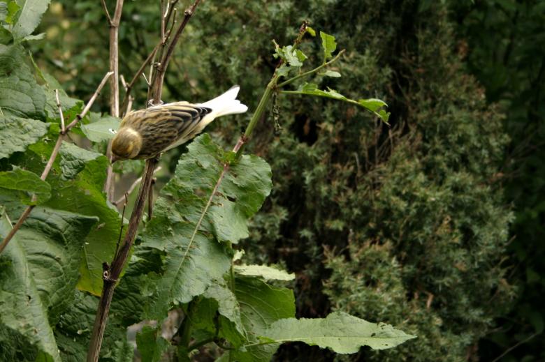 Free stock image of Small bird created by Bjorgvin