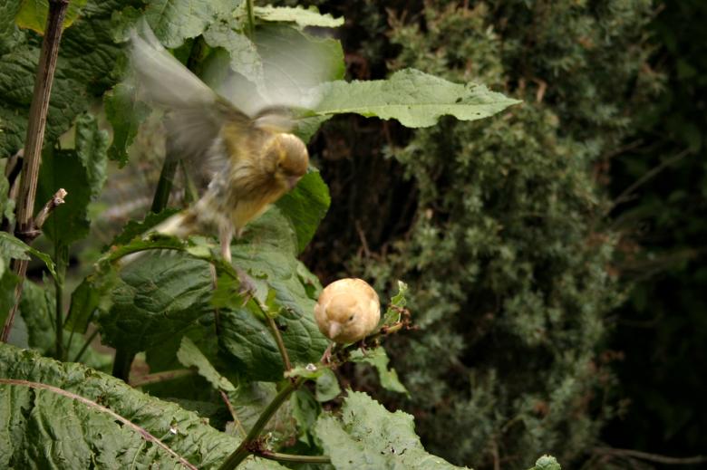 Free stock image of Incoming small bird created by Bjorgvin