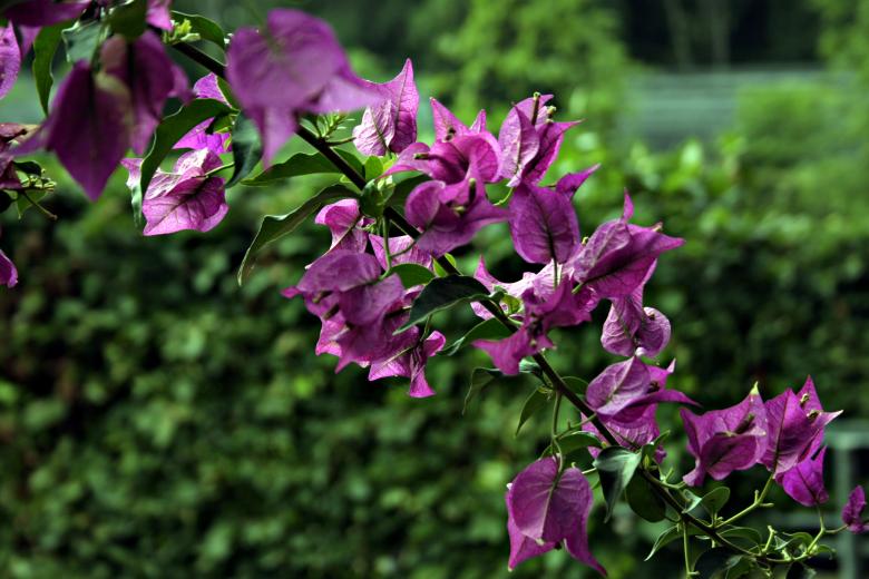 Free stock image of Purple Flowers created by Bjorgvin