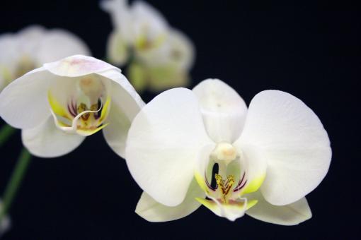 Free Stock Photo of White Flowers