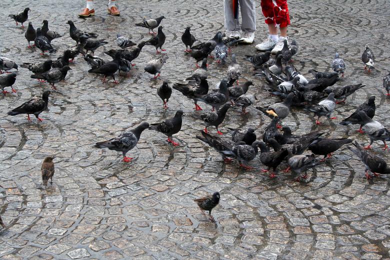 Free stock image of Pigeons created by damien van holten
