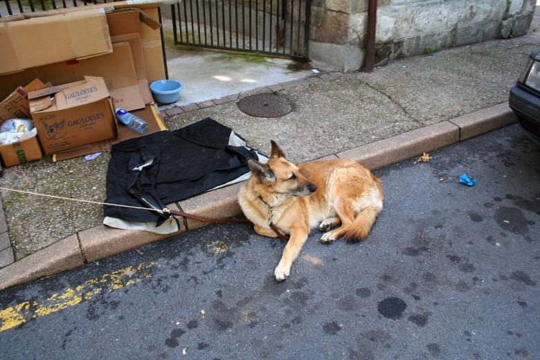 Free stock image of Dog on street created by damien van holten