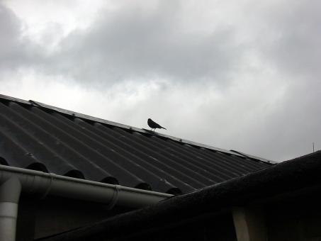 Pigion on a roof