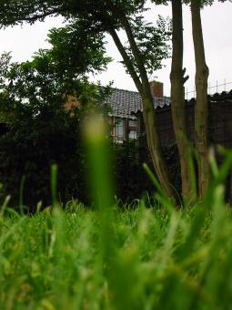 Grass