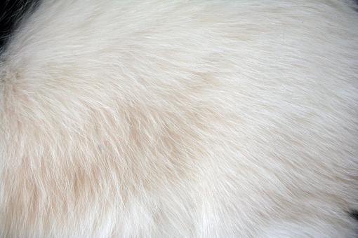 White fur - Free Stock Photo