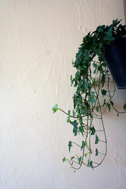 Free stock image of Plant against a wall created by damien van holten