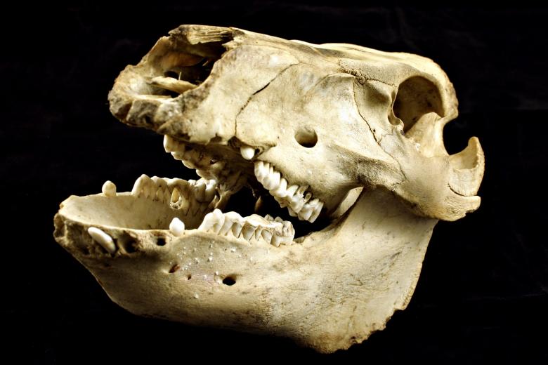 Free stock image of Sheep skull created by Bjorgvin
