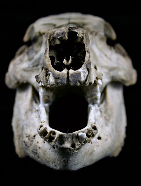 Free stock image of Sheep skull created by Bjorgvin