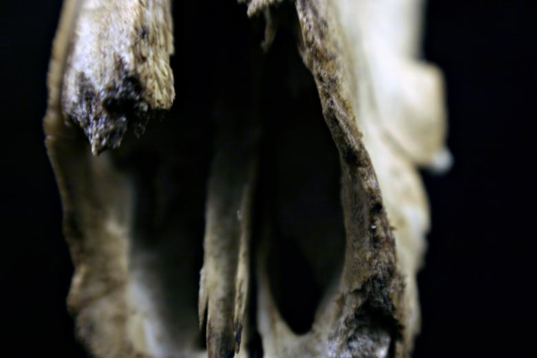 Free stock image of Sheep skull created by Bjorgvin