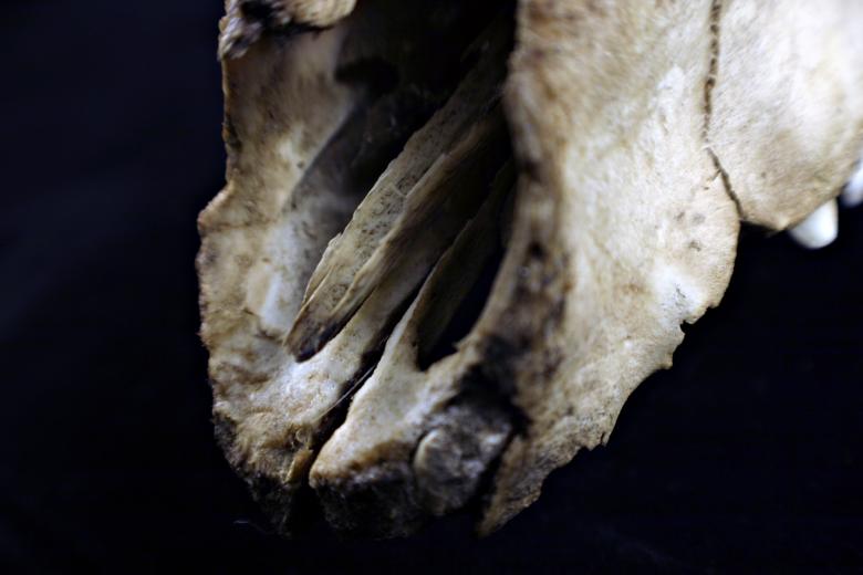 Free stock image of Sheep skull created by Bjorgvin