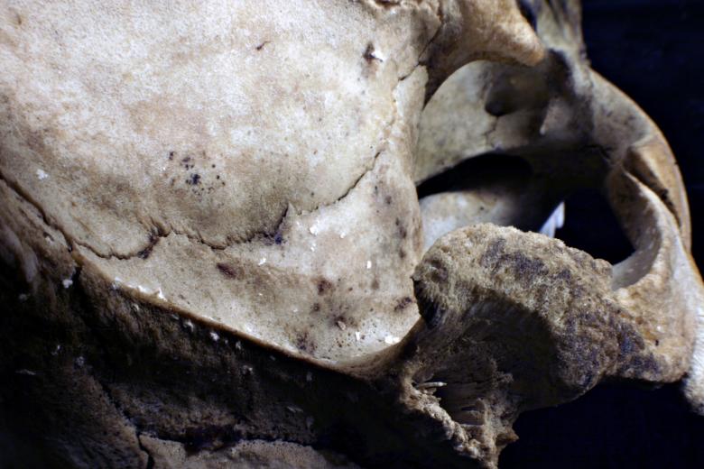 Free stock image of Sheep skull created by Bjorgvin