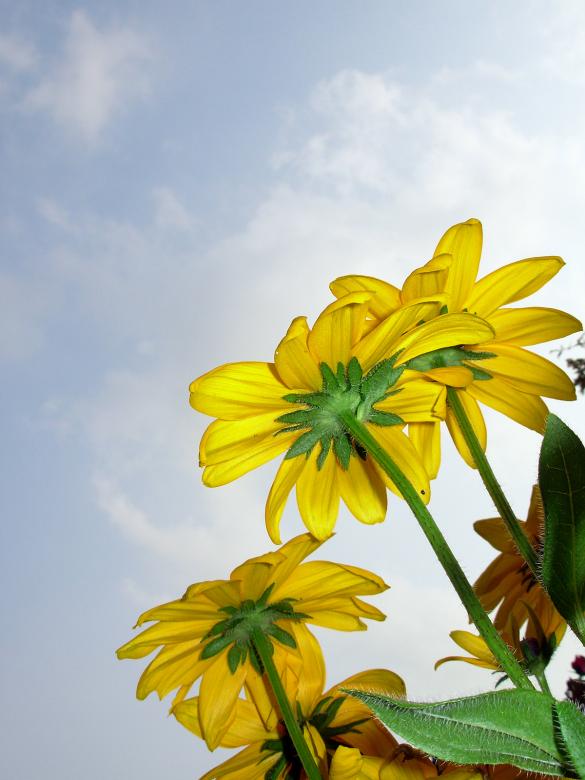 Free stock image of Yellow flowers created by jayne shives
