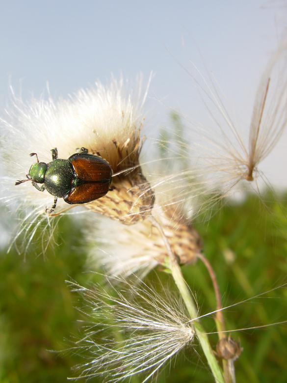 Free stock image of Beatle closeup created by jayne shives