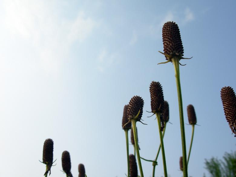Free stock image of Cones created by jayne shives