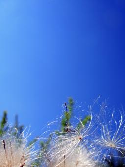 Dandelions agains a blue sky - Free Stock Photo