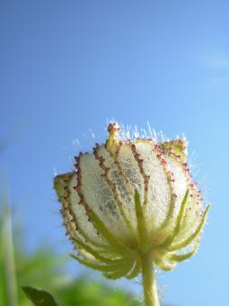 White flower cocoon - Free Stock Photo