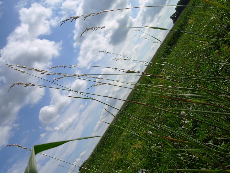 Free stock image of Green grass created by jayne shives