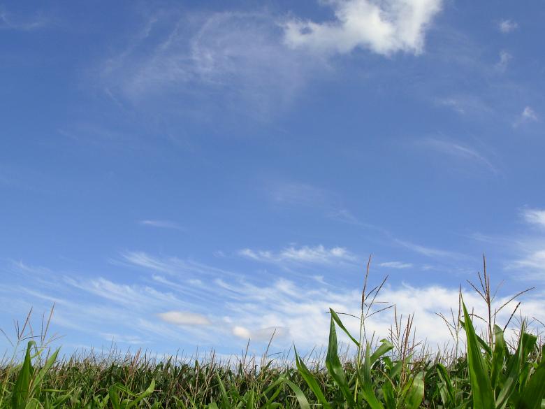 Free stock image of Grass and sky created by jayne shives