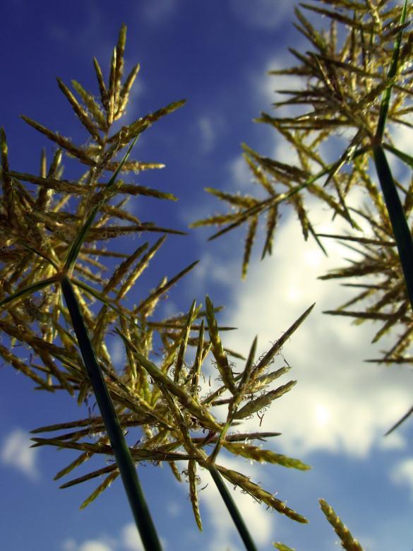 Free stock image of Plants agains the sky created by jayne shives